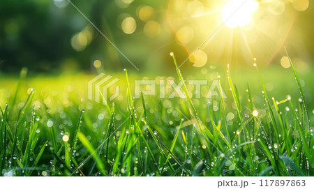 Fresh Green Grass Glows with Morning Dew under Radiant Sunbeams Fresh Green Grass Glows with Morning Dew under Radiant Sunbeams 117897863