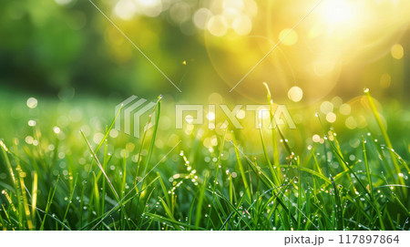 Dewy Freshness on Green Grass under Radiant Sunbeams Dewy Freshness on Green Grass under Radiant Sunbeams 117897864