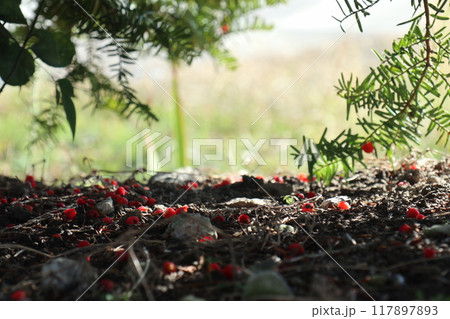 地面に落ちたイチイの赤い実 117897893