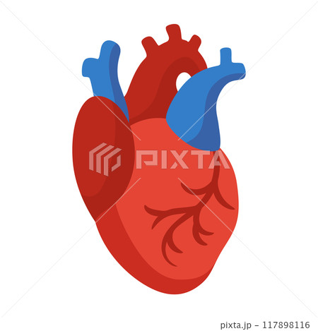 Internal human body organ - heart, info poster. Medical anatomy infographic element. Medicine concept, healthcare. Vector illustration Internal human body organ - heart, info poster. Medical anatomy infographic element. Medicine concept, healthcare. Vector illustration 117898116