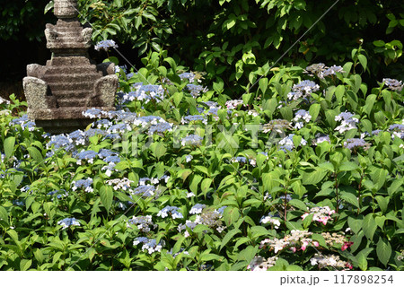 霊源院庭園「鶴鳴九皐」 石塔と甘茶 霊源院庭園「鶴鳴九皐」 石塔と甘茶 117898254