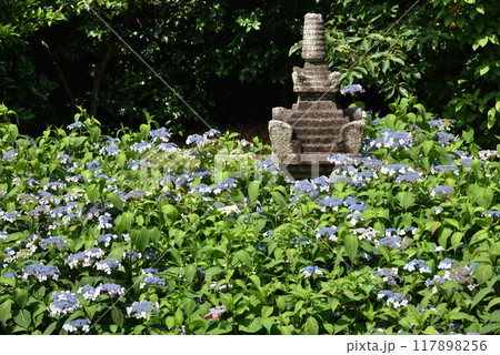 霊源院庭園「鶴鳴九皐」 石塔と甘茶 霊源院庭園「鶴鳴九皐」 石塔と甘茶 117898256