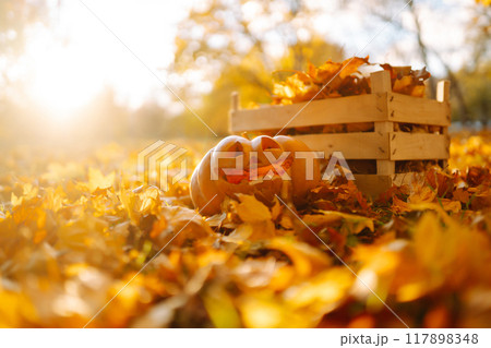 Halloween pumpkin on the autumn park. Holidays, decoration concept. 117898348