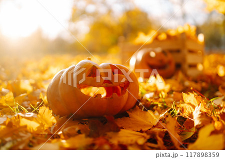 Halloween pumpkin on the autumn park. Holidays, decoration concept. 117898359