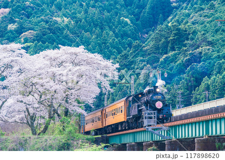 (静岡県)桜満開の家山橋を走るSL (静岡県)桜満開の家山橋を走るSL 117898620