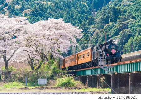 （静岡県）桜満開の家山橋を走るSL 117898625