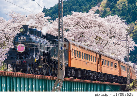 （静岡県）桜満開の家山橋を走るSL 117898629