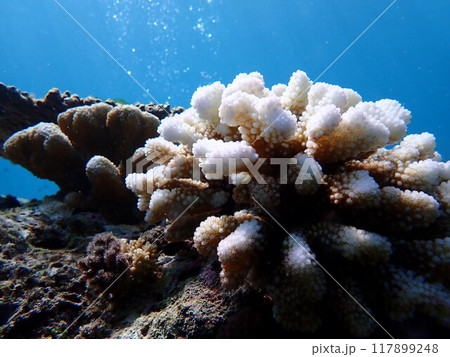 西表島 ダイビング 西表島 ダイビング 117899248