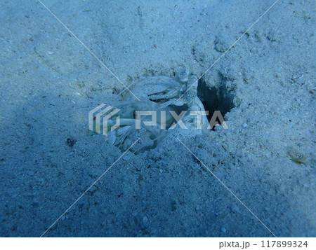 西表島 ダイビング 西表島 ダイビング 117899324