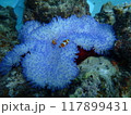 西表島　ダイビング 117899431