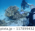 西表島　ダイビング 117899432