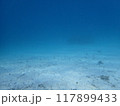 西表島　ダイビング 117899433
