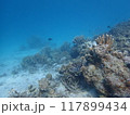 西表島　ダイビング 117899434