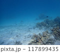 西表島　ダイビング 117899435