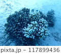 西表島　ダイビング 117899436