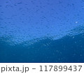 西表島　ダイビング 117899437