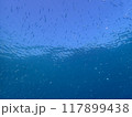 西表島　ダイビング 117899438