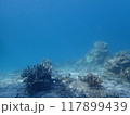 西表島　ダイビング 117899439