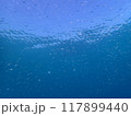 西表島　ダイビング 117899440