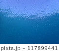 西表島　ダイビング 117899441