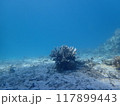 西表島　ダイビング 117899443