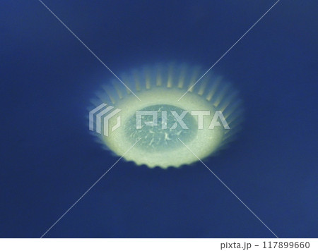 ミクロの世界の神秘 117899660