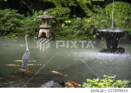長崎公園の噴水の前に佇む青鷺 117899814