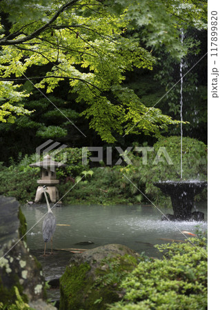 長崎公園の噴水の前に佇む青鷺 117899820