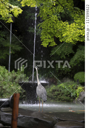 長崎公園の噴水の前に佇む青鷺 長崎公園の噴水の前に佇む青鷺 117899822