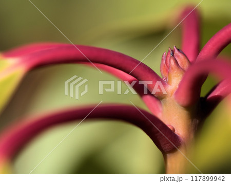 2月に芽吹いたエゾユズリハの冬芽 2月に芽吹いたエゾユズリハの冬芽 117899942
