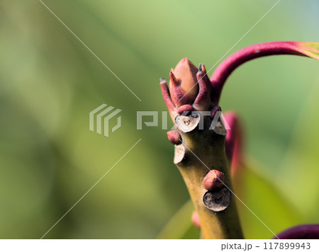 2月に芽吹いたエゾユズリハの冬芽 117899943