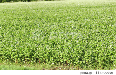 夏の北海道乙部町で花が咲いたそば畑の風景を撮影 117899956