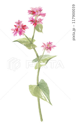 水彩で描いた赤そばの花 水彩で描いた赤そばの花 117900039