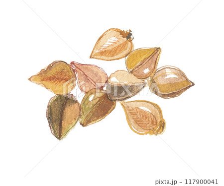 水彩で描いた赤そばの実 水彩で描いた赤そばの実 117900041