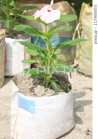 Madagascar periwinkle flower plant on nursery Madagascar periwinkle flower plant on nursery 117900053