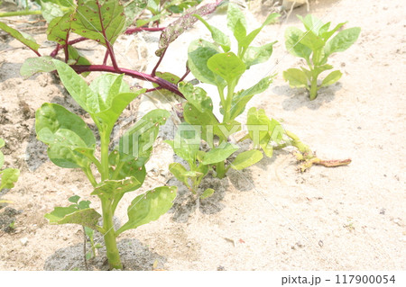 Malabar spinach on farm for harvesting Malabar spinach on farm for harvesting 117900054