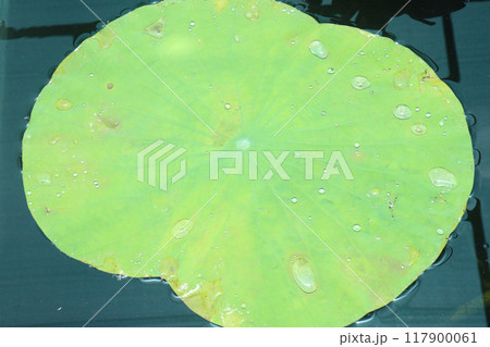 Nelumbo nucifera plant on nursery for sell 117900061