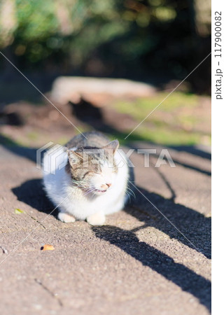 日向ぼっこしながら眠そうに座っている猫 日向ぼっこしながら眠そうに座っている猫 117900082