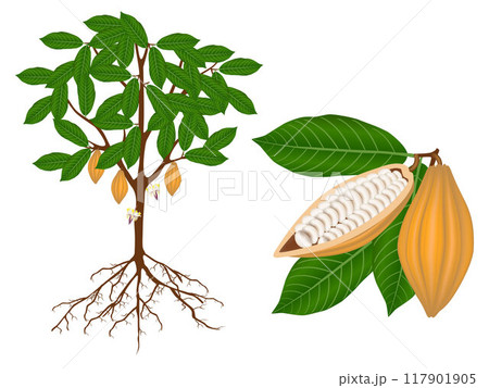 Part of a cocoa plant on a white background. 117901905