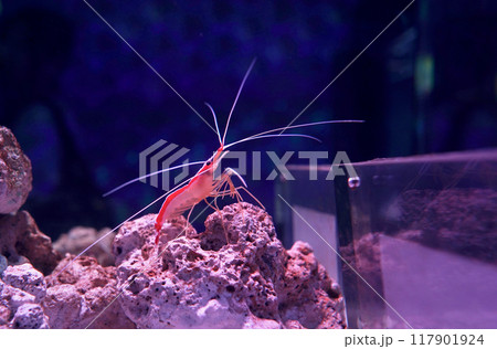 日本、東京、品川アクアパーク水族館の魚たち 日本、東京、品川アクアパーク水族館の魚たち 117901924