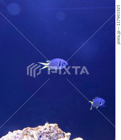 日本、東京、品川アクアパーク水族館の魚たち 日本、東京、品川アクアパーク水族館の魚たち 117901925