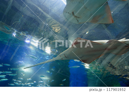 日本、東京、品川アクアパーク水族館の魚たち 117901932