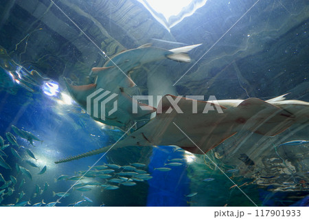 日本、東京、品川アクアパーク水族館の魚たち 日本、東京、品川アクアパーク水族館の魚たち 117901933