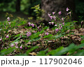 野に咲くムラサキカタバミ 117902046
