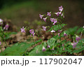野に咲くムラサキカタバミ 117902047