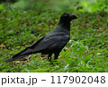 森の中で佇むカラス 117902048