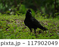 森の中で佇むカラス 117902049