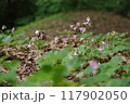 野に咲くムラサキカタバミ 117902050