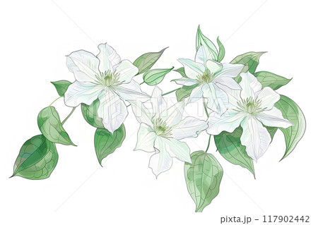 美しく咲いたクレマチスの花 美しく咲いたクレマチスの花 117902442