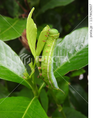 クチナシの葉を食べる「オオスカシバ」の幼虫 クチナシの葉を食べる「オオスカシバ」の幼虫 117902607